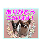 チワワのモコ＆ニコ（個別スタンプ：8）