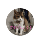 としまるニャン理官（個別スタンプ：5）