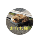 としまるニャン理官（個別スタンプ：8）