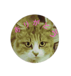 としまるニャン理官（個別スタンプ：9）