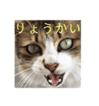 としまるニャン理官（個別スタンプ：14）