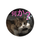 としまるニャン理官（個別スタンプ：15）