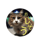 としまるニャン理官（個別スタンプ：18）