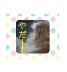 としまるニャン理官（個別スタンプ：26）