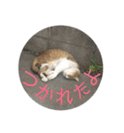 としまるニャン理官（個別スタンプ：28）