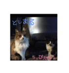 としまるニャン理官（個別スタンプ：29）