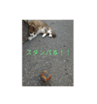 としまるニャン理官（個別スタンプ：31）