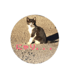 としまるニャン理官（個別スタンプ：33）