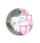 としまるニャン理官（個別スタンプ：34）