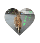 としまるニャン理官（個別スタンプ：36）