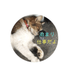 としまるニャン理官（個別スタンプ：37）