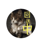 としまるニャン理官（個別スタンプ：38）