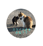 としまるニャン理官（個別スタンプ：40）