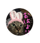 私のペットひなちゃんのスタンプ（個別スタンプ：1）