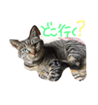 私のペットひなちゃんのスタンプ（個別スタンプ：5）