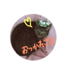 私のペットひなちゃんのスタンプ（個別スタンプ：7）