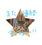 私のペットひなちゃんのスタンプ（個別スタンプ：8）