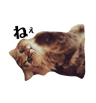 猫のるい（個別スタンプ：1）