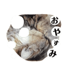 猫のるい（個別スタンプ：3）