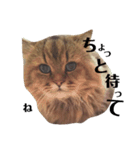 猫のるい（個別スタンプ：4）