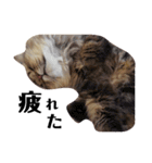 猫のるい（個別スタンプ：5）