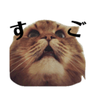猫のるい（個別スタンプ：6）