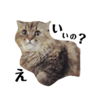 猫のるい（個別スタンプ：8）