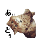 猫のるい（個別スタンプ：9）