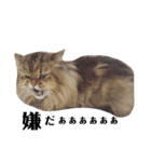 猫のるい（個別スタンプ：10）