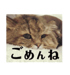 猫のるい（個別スタンプ：11）