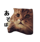 猫のるい（個別スタンプ：12）