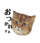 猫のるい（個別スタンプ：13）