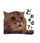 猫のるい（個別スタンプ：14）