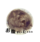 猫のるい（個別スタンプ：15）