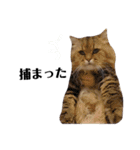 猫のるい（個別スタンプ：17）