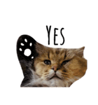 猫のるい（個別スタンプ：18）