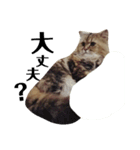 猫のるい（個別スタンプ：20）