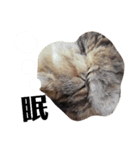 猫のるい（個別スタンプ：21）