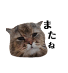 猫のるい（個別スタンプ：23）