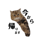 猫のるい（個別スタンプ：24）