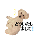 こてつ＆バニーちゃんの日常（個別スタンプ：14）
