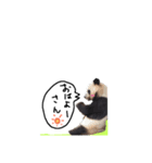 zooスタンプ（個別スタンプ：6）