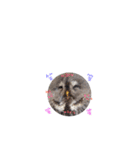 zooスタンプ（個別スタンプ：8）
