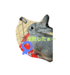 可愛すぎるうさぎさん(パート4)（個別スタンプ：14）