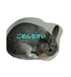 可愛すぎるうさぎさん(パート4)（個別スタンプ：17）