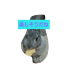 可愛すぎるうさぎさん(パート4)（個別スタンプ：19）