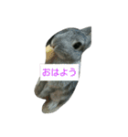 可愛すぎるうさぎさん(パート4)（個別スタンプ：22）
