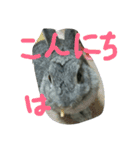可愛すぎるうさぎさん(パート4)（個別スタンプ：24）