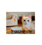 マンチカンのぽてと日和（個別スタンプ：2）