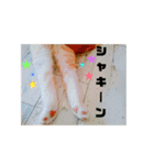 マンチカンのぽてと日和（個別スタンプ：3）